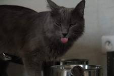 Dimitri ARNAUD - JAGUAR PROD